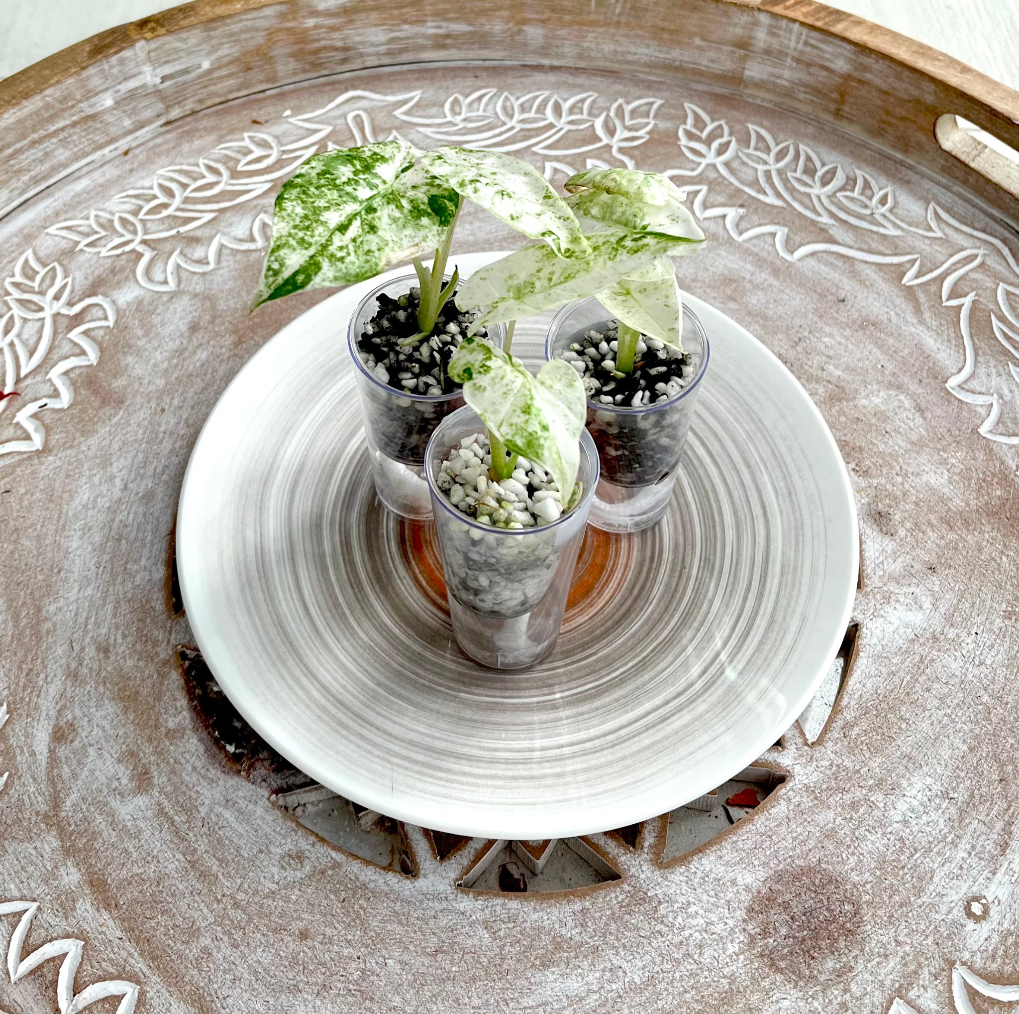 Alocasia Odora Propagations