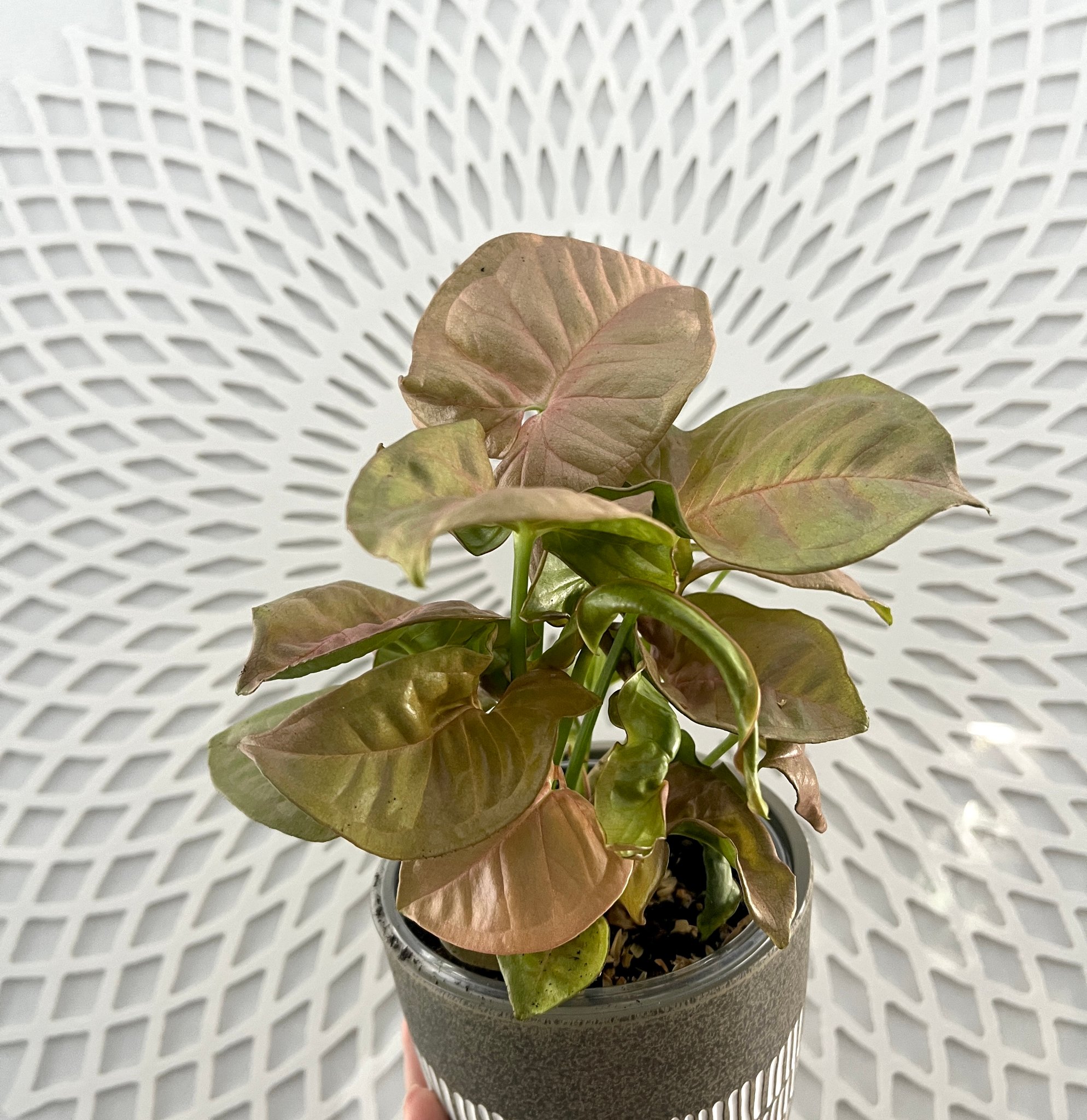 Syngonium Love (our fav!)