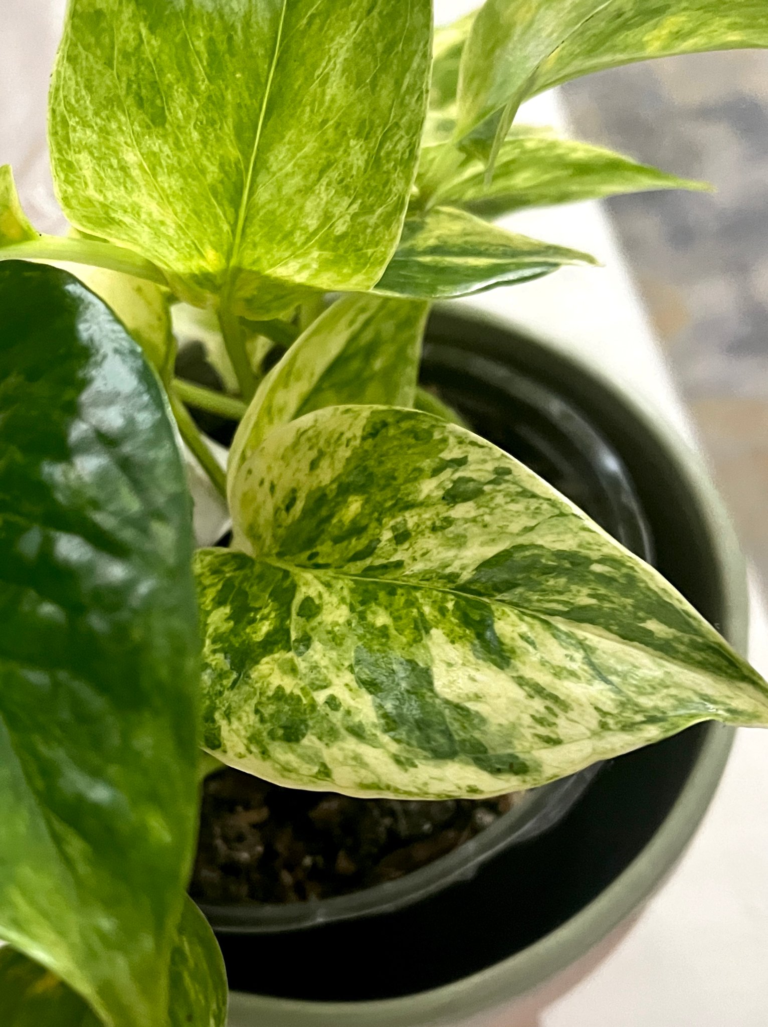 Pothos