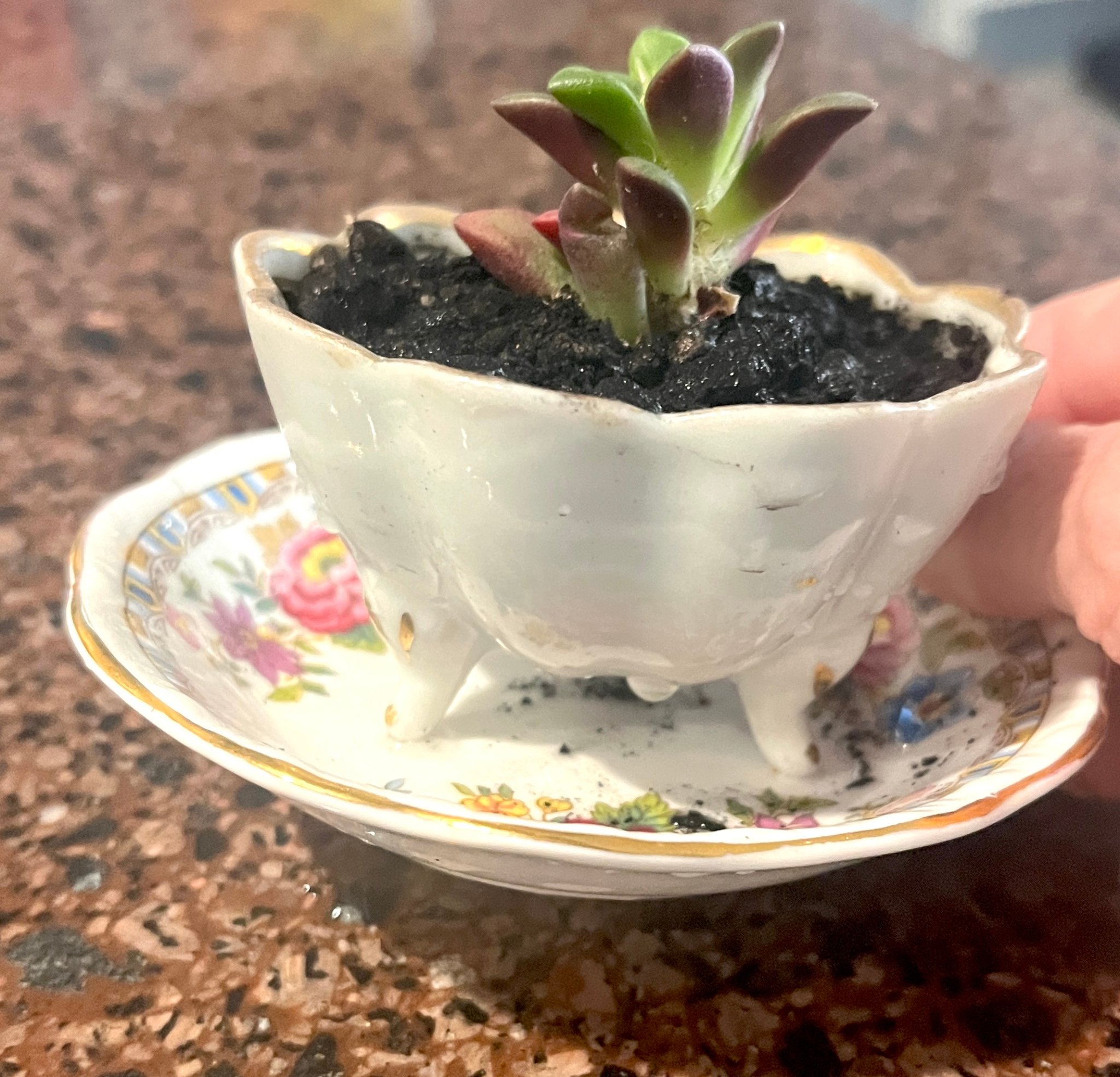Vintage Teacup Collection