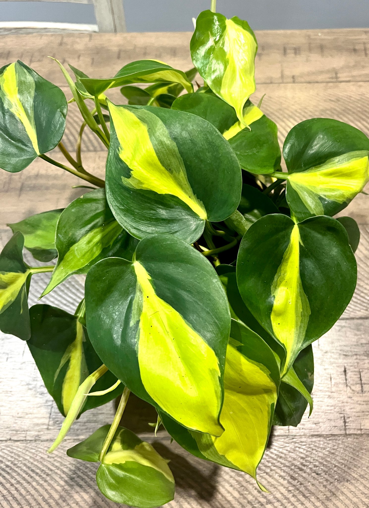Variegated Heartleaf Philodendron