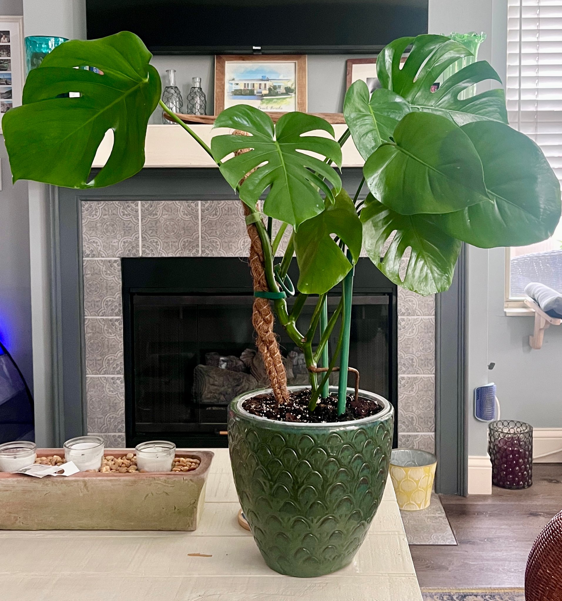 Monstera deliciosa in green ceramic pot